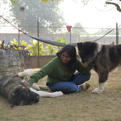 A moment of shared peace with two beautiful Caucasian Shepherds. Building a relationship with large, powerful breeds requires a calm and confident energy. Here, one rests its head on Asha's lap while the other stands close, a sign of complete trust.