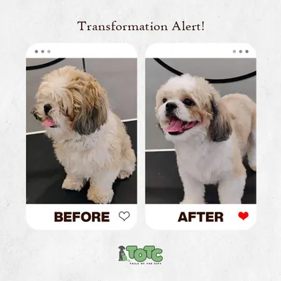 Another amazing before and after transformation! We carefully trimmed this pup's coat to give them a clean, happy, and much more comfortable look. It's amazing what a good haircut can do.
