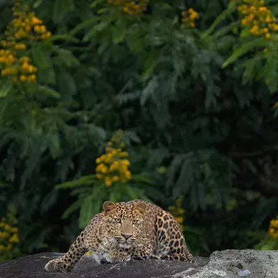 A leopard rests on a rock against a backdrop of flowering yellow trees in Bandipur. The composition contrasts the cat's spotted coat with the vibrant colors of the forest.