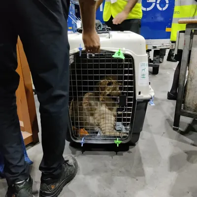 An airline staff member carefully handling the pet crate at the airport. I oversee the entire check-in and loading process.