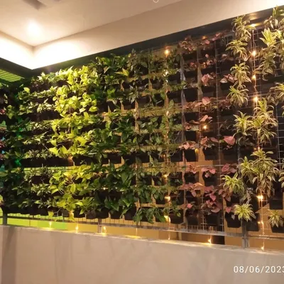 This is a close-up of one of our vertical garden installations, beautifully lit with fairy lights. We use a variety of plants with different colors and textures, like Syngonium and Money Plant, to create a rich tapestry of green.