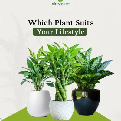 Which plant suits your lifestyle? Let me help you decide. I have a green match for everyone, whether you're always busy, have a small space, or are a dedicated plant parent.
