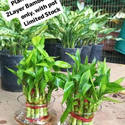 Our two-layer Lucky Bamboo in a glass pot is a perfect and affordable gift of good fortune. This plant is easy to care for and is believed to bring luck and prosperity to its owner.