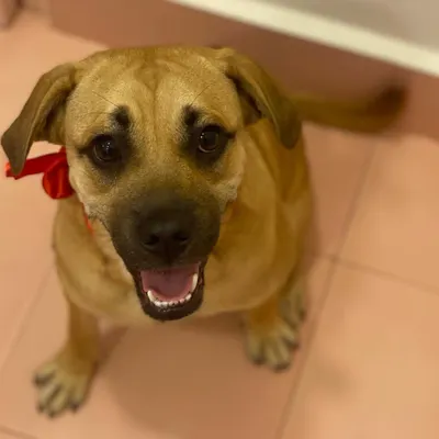 Zeus, a handsome Indie dog, is looking so happy after his spa day. I love pampering rescue and indie dogs and giving them the full spa treatment they deserve.