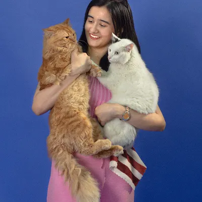Our studio is equipped to handle multiple animal models for a single shoot. We captured this vibrant shot for a pet brand, highlighting the distinct personalities of two beautiful cats alongside their human model.