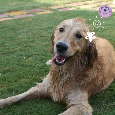 A happy, sun-kissed golden retriever relaxing on the grass after a swim. This is the picture of pure contentment.