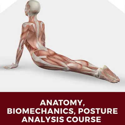 Understanding the body's muscular and skeletal systems is non-negotiable for a great instructor. This graphic for my Anatomy, Biomechanics, and Posture Analysis course highlights the deep knowledge you will gain.