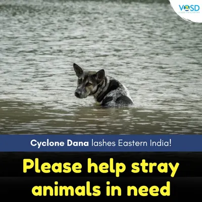 As Cyclone Dana hits, stray animals are incredibly vulnerable. I'm sharing practical ways you can help, from providing temporary shelter and food to keeping emergency contacts handy. Every small act of kindness can save a life.