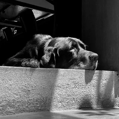 Meet Klause, our most experienced employee and the goodest boy. He supervises all design discussions and is an expert napper.