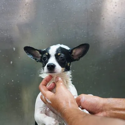 Meet Tweety, the tiny but mighty Chihuahua, getting a gentle bath. We handle our smallest clients with the utmost care and tenderness.