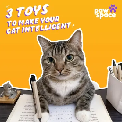 This image of a cat "studying" humorously highlights our focus on feline intelligence. We use engaging toys and techniques to provide the mental stimulation your cat needs to stay sharp and happy.