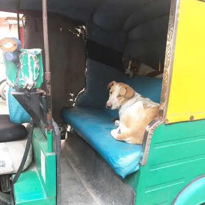 I spotted these streeties finding a comfy spot in an auto-rickshaw. It's a reminder of why I'm committed to helping feed the dogs in our community who need it most.
