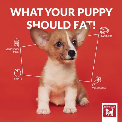 Wondering what to feed your growing puppy? They need lots of protein and calories from real food sources like lean meat, vegetables, and fruit, not empty carbs from kibble.