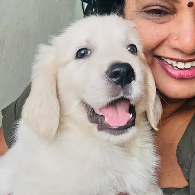 Welcoming this adorable Golden Retriever puppy for his first visit. My focus is on making him feel safe and loved while he gets used to the sights and sounds of the grooming studio.