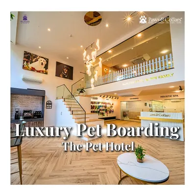 An overview of our luxury pet boarding facility, where modern design meets unparalleled comfort for your furry family members.