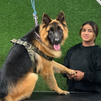 This is my son, the most loyal friend in the world. Here we are sharing a moment on the grooming table, shaking hands after a session.