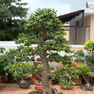 This Jade bonsai, with its thick, established trunk and dense canopy, is a perfect example of a mature tree. I've placed it on my terrace where it can soak in the sunlight it loves.