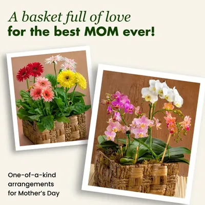 This Mother's Day, give a basket full of love. We create one-of-a-kind arrangements with vibrant Gerbera daisies or elegant orchids to show Mom how much you care with a gift that continues to grow.
