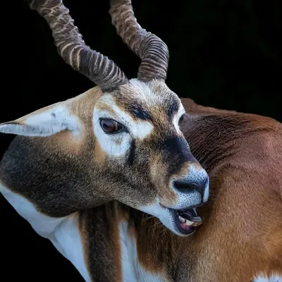 A close-up portrait of a male Blackbuck, its mouth slightly open as if caught mid-chew. The intense lighting against a dark background highlights the texture of its coat and the magnificent, twisted horns.