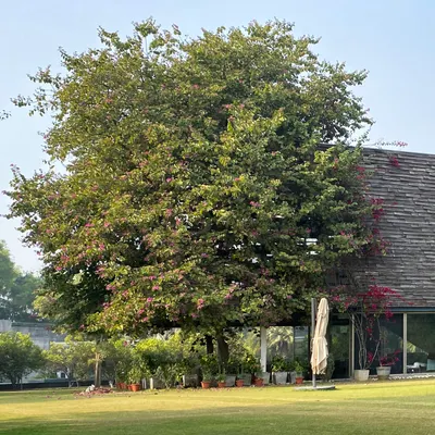 The completed Rhizome House, a farmhouse where the structure is designed to coexist with the mature trees on the site. The building's form is low-slung, allowing it to integrate with the garden.