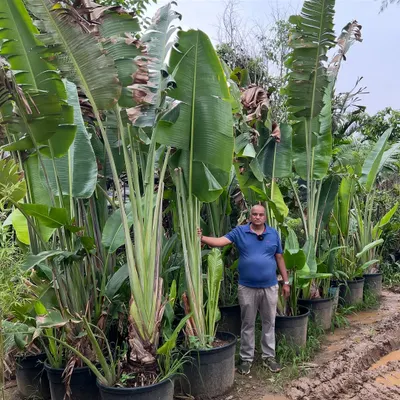 For a lush, tropical look, nothing beats the Bird of Paradise plant. I stock them in large sizes, as you can see here. They are perfect for creating an immediate impact in any landscape project.