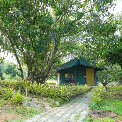 A view of our Swiss cottage nestled in a grove of mango trees, connected by a paved pathway.