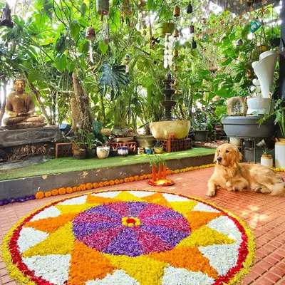 A beautiful Onam Pookalam (flower rangoli) on our patio, with our golden retriever Leo guarding it. The flowers are all from our garden.