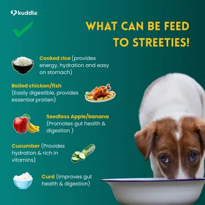 Want to help feed the streeties in your neighborhood? This guide shows you what's safe to give them. Cooked rice, boiled chicken or fish, curd, and certain fruits and veggies are great options that provide energy and are easy on their stomach.