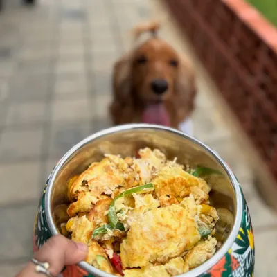 A close-up of Posto's delicious meal at Therpup Resort. Pet-friendly places with dedicated pet menus are our favorite.