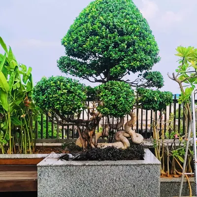 We also create living art. This beautifully sculpted topiary tree, set in a custom granite planter, serves as a stunning focal point on a terrace, showcasing our expertise in specialized horticultural services like topiary art.