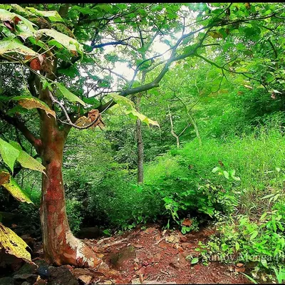 The same frame as the previous image, but transformed by the monsoon. Water brings about a dramatic change, turning the dry, brown landscape into a vibrant, overflowing green in Mumbai's SGNP.