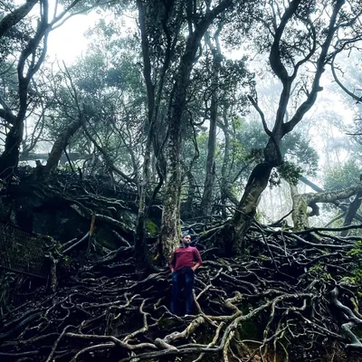 Exploring the mysterious Guna Caves (Devil's Kitchen) in Kodaikanal. The ancient tree roots create a surreal, otherworldly atmosphere.