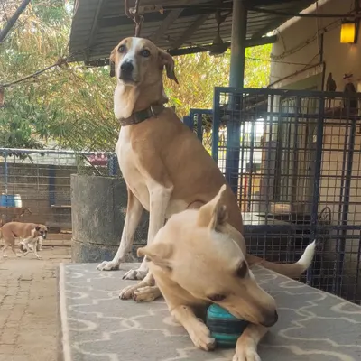 Two of our handsome residents posing for the camera. One stands guard while the other enjoys a chew toy.