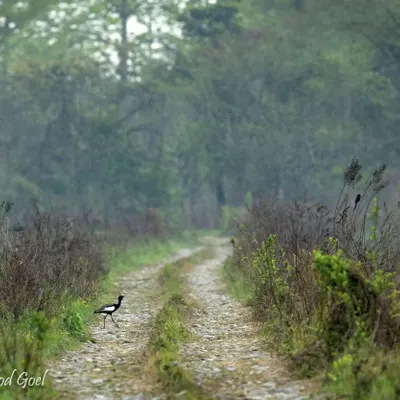 This is the Bengal Florican, a critically endangered bird native to the Indian subcontinent. I was fortunate to spot this rare bird walking along a path in Manas Tiger Reserve. It is a reminder of the unique species that can only be found in special places like North East India.