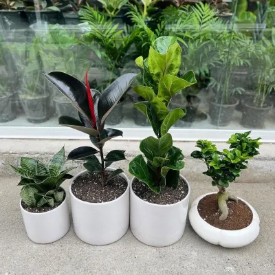 We offer a diverse selection of beautiful indoor plants. This arrangement displays a Sansevieria, a Rubber Plant, a Fiddle Leaf Fig, and a Bonsai, all potted in minimalist white ceramic pots suitable for any decor.