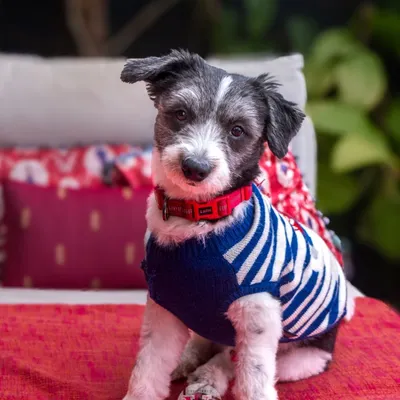 Sweater weather is here! Ollie is ready for the season in his cozy knit, sitting comfortably on the couch in his home.