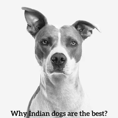 We are often asked why we champion Indian dogs, or Indies. They are perfectly adapted to our climate, have strong immune systems, and are incredibly intelligent and loving companions.