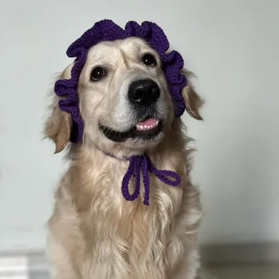 My dog looking very distinguished in his new purple crochet bonnet. I make these hats for both dogs and cats so your furry friends can be fashionable too.