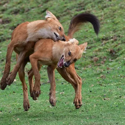 Dholes, or Indian Wild Dogs, caught in a moment of play. What seems like aggression is often a vital part of their social bonding, a chaotic and energetic display of pack dynamics.