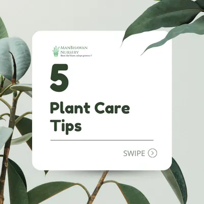 Here are 5 essential plant care tips to help you take care of your new plant babies, whether you're decking out your room or your office.