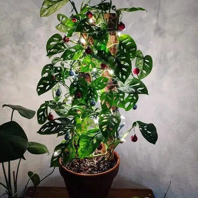 Who needs a traditional tree when you can have a plant-based one? This Monstera adansonii, decorated with lights and ornaments, is my unique and sustainable take on a Christmas tree.