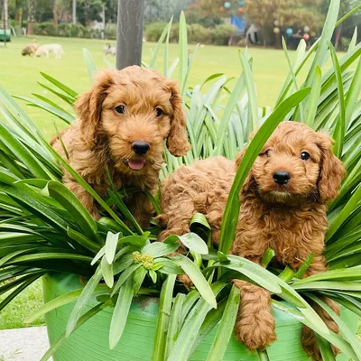 My Goldendoodle puppies are curious and playful, and love exploring the garden. These two red beauties are enjoying the day, peeking out from a planter.