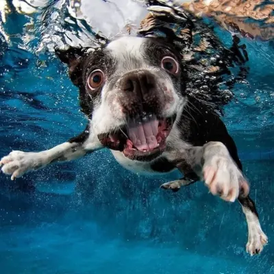 This action shot of a Boston Terrier diving for a ball is a perfect example of the dynamic underwater photography we offer. We capture the split-second expressions and playful energy that you'd otherwise never see.