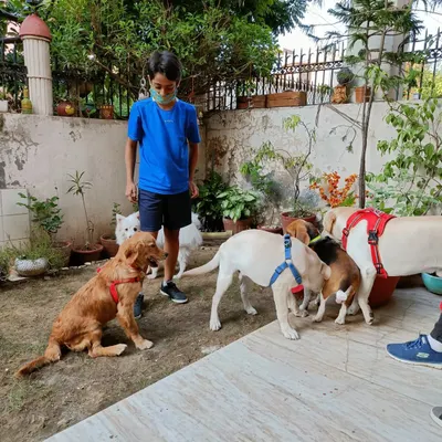 Pablo's birthday party was a huge hit. Here you can see all his furry friends gathering around, excited to celebrate with him. It’s a great opportunity for dogs to socialize in a supervised and festive setting.