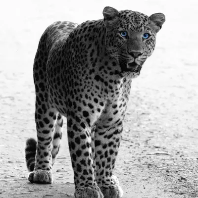 This is Simba, an Indian Leopard from Jhalana Leopard Reserve. This encounter was a favorite of mine. After a frantic jeep ride across the park, he emerged from the bush and walked right towards us. His striking blue eyes are a unique trait, and capturing this intense gaze was an unforgettable moment.