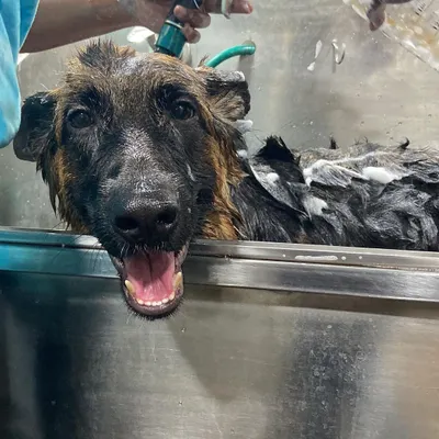 Bath time for the lovely Ziva. We use lukewarm water and quality anti-tick pet shampoo to ensure a deep clean that's also gentle on the skin. Look at that happy face.