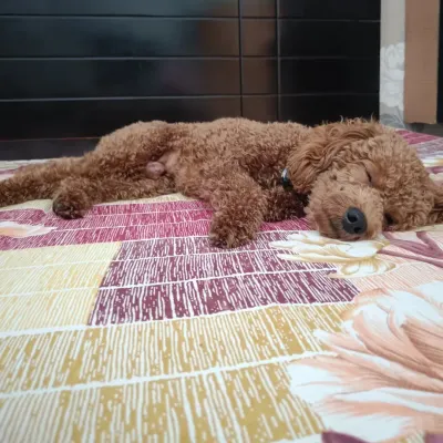 Pogo the Toy Poodle taking a well-deserved nap on the bed. Every dog deserves a soft, warm place to sleep.