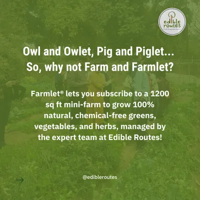 Why a Farmlet? It's your own personal mini-farm, without the hassle. We provide the land and the expertise; you get to enjoy the experience and the harvest of 100% natural, chemical-free vegetables and herbs.