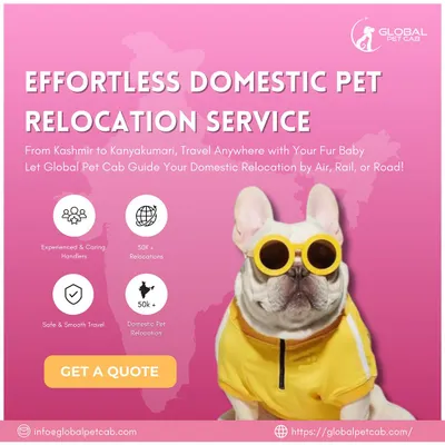 An overview of our effortless domestic pet relocation services. From Kashmir to Kanyakumari, we offer safe and smooth travel for your fur baby by air, rail, or road.