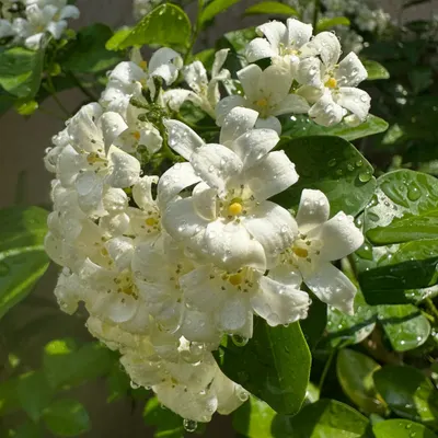 A close-up of the beautiful Madukamini flower, also known as Jasmine. To care for this fragrant plant, I recommend placing it in a sunny spot and watering regularly, but be careful not to let it get waterlogged.